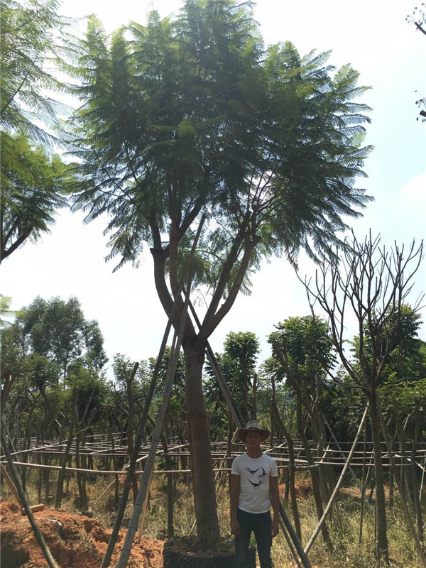 蓝花楹 蓝花楹价格 蓝花楹基地 福建蓝花楹批发供应图片