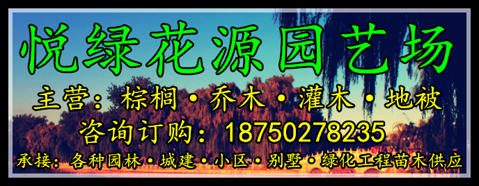 漳州市龙文区悦绿花源绿化园艺苗木店