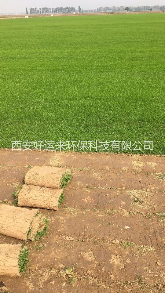 草皮圖片/草皮樣板圖 (4)