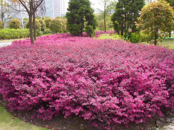 福建红花继木出售、红花继木小苗、福建红花继木基地