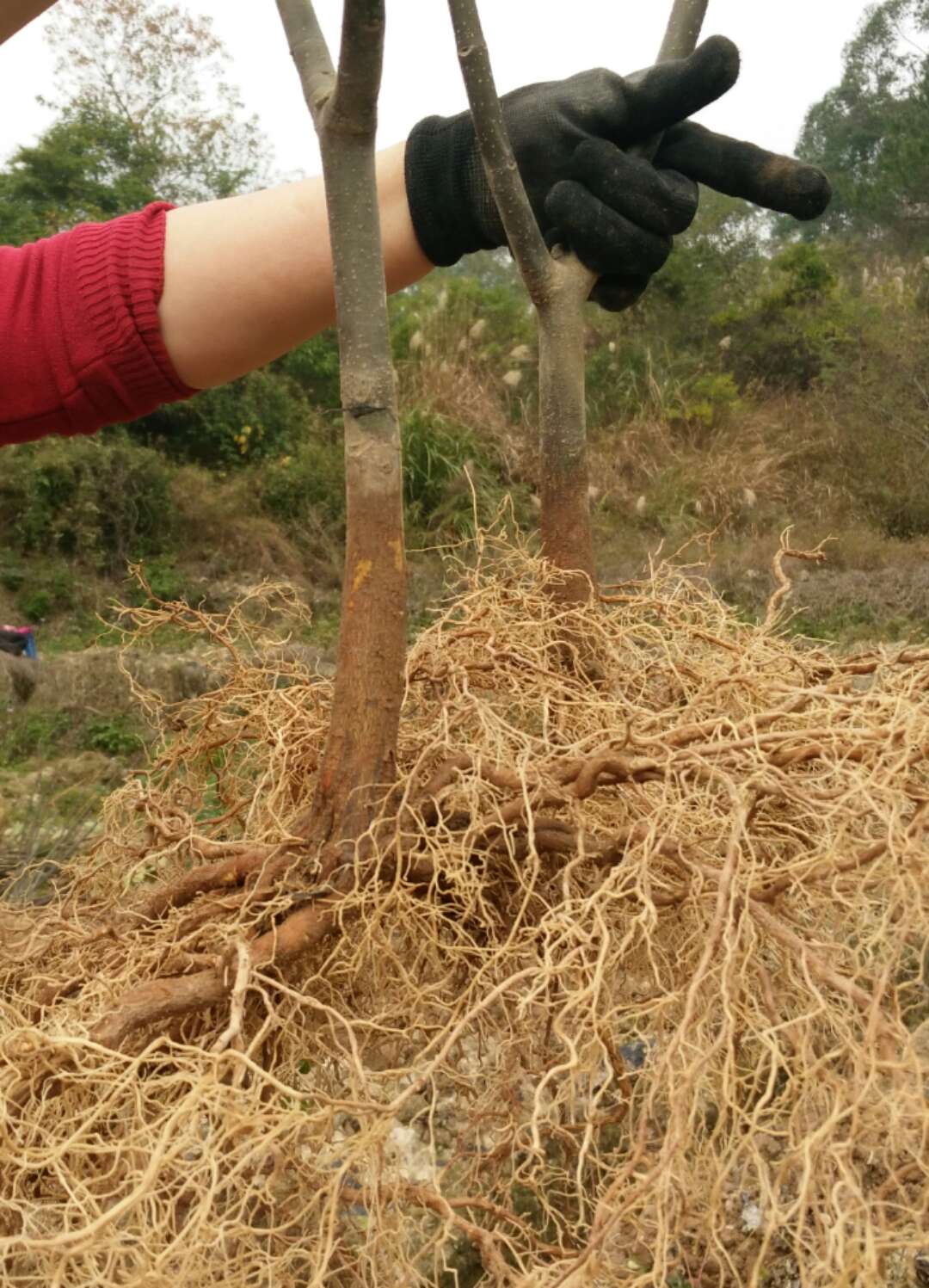 龙虎山吴茱萸龙虎山吴茱萸，中花吴茱萸苗 广西中花吴茱萸苗报价