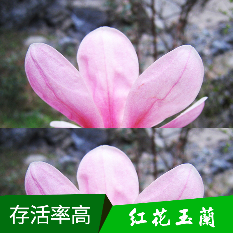 红花玉兰苗绿化工程苗木红花玉兰苗 落叶乔木景观树玉兰种苗 五峰玉兰数树苗