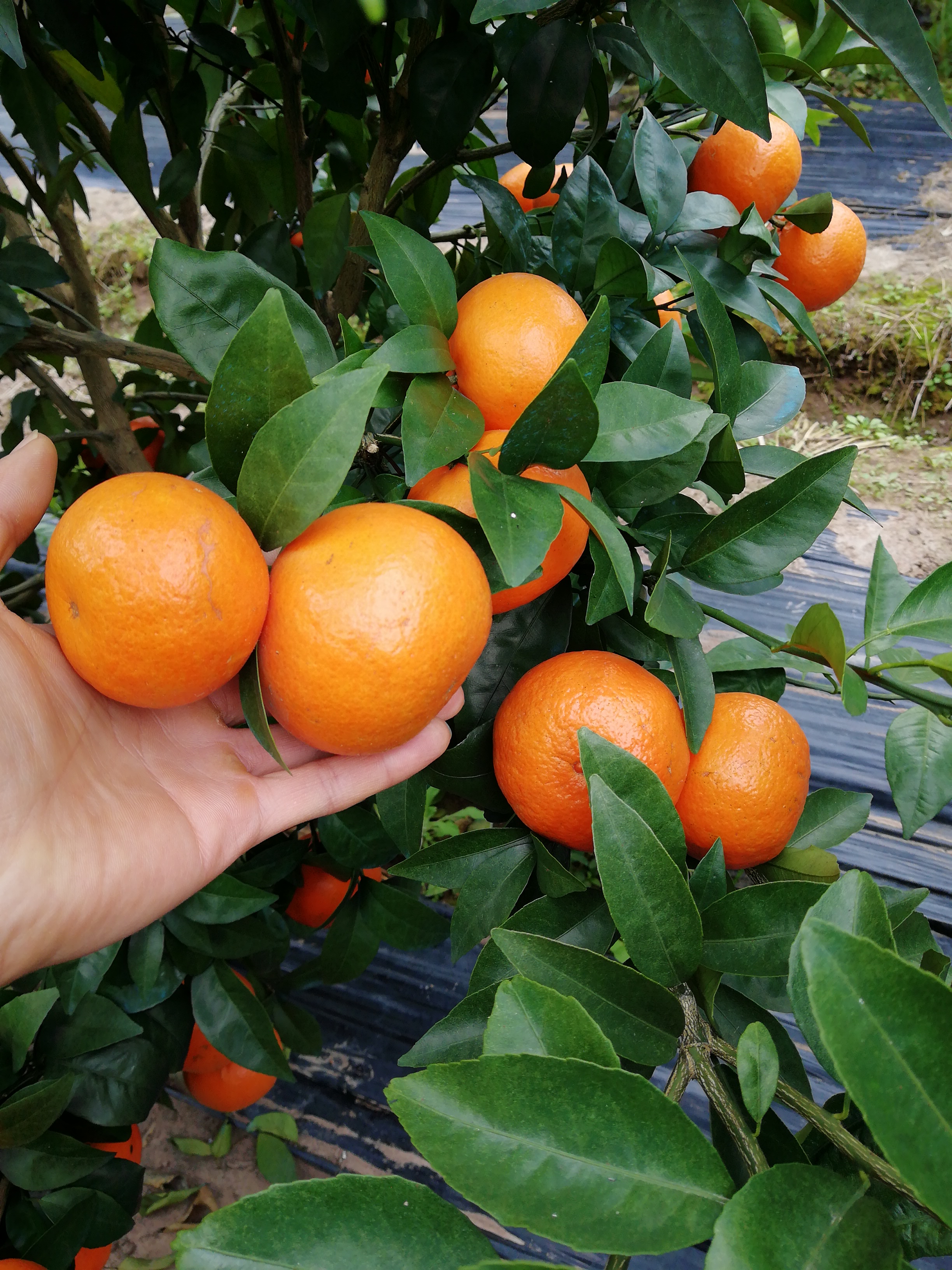 荔浦县旺顺苗木基地