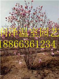 銀白槭=銀紅槭=加拿大糖槭圖片