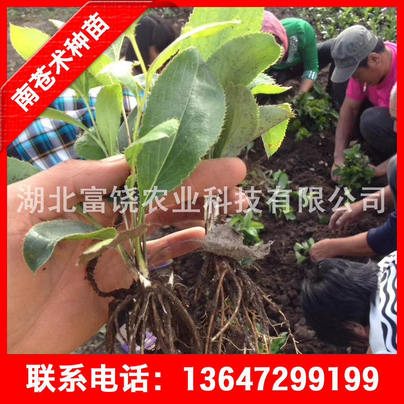 供应湖北南苍术种苗茅苍术种子种苗基地直销品质保证图片