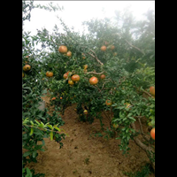 河南石榴種植場圖片