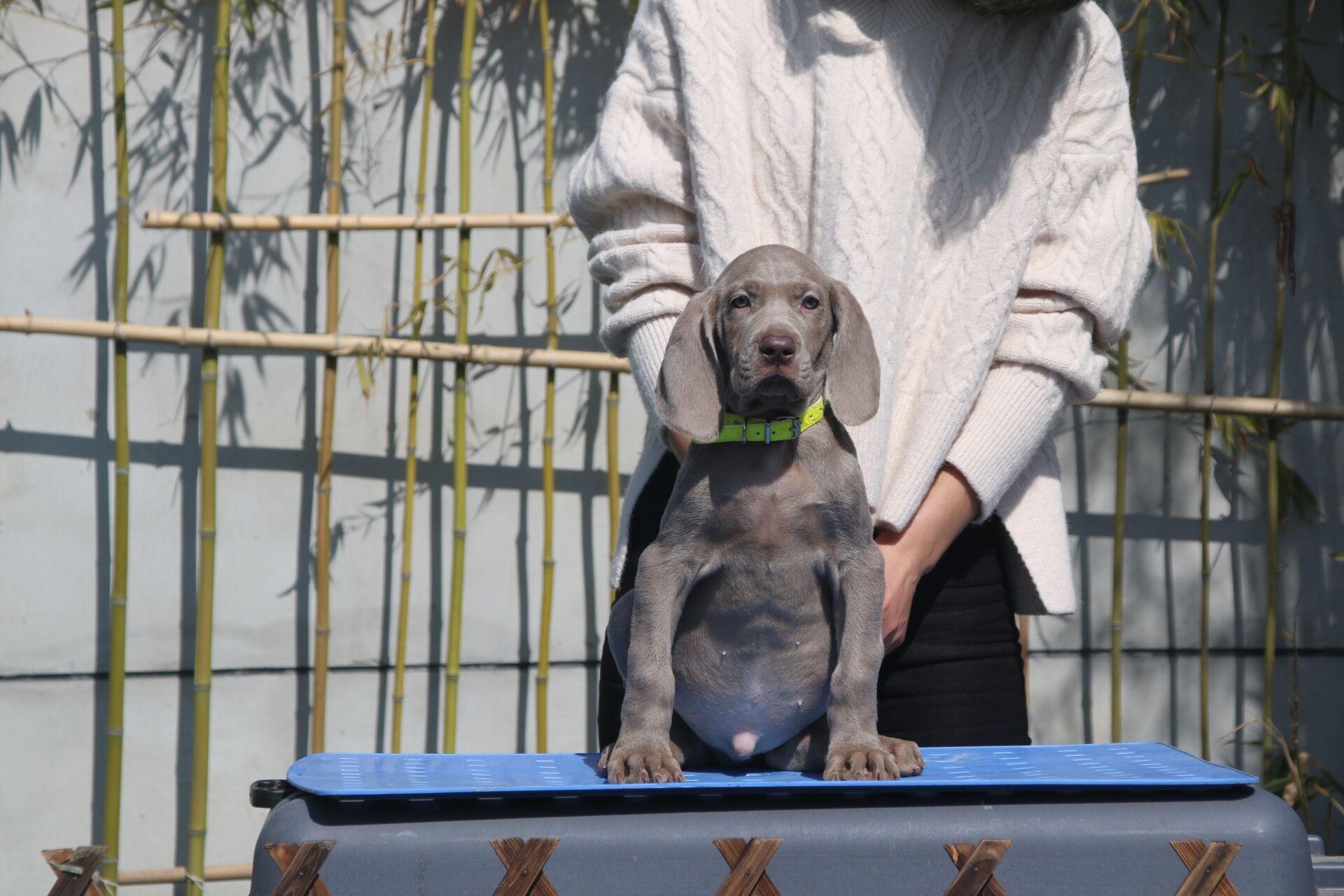 海南三亚出售德国魏玛犬威玛猎犬魏玛家园犬舍支持全国发空运图片