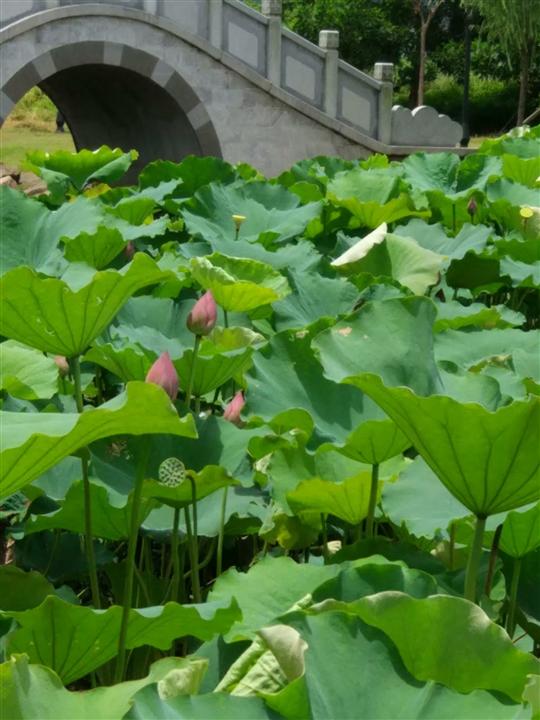 睡莲 紫色睡莲批发 粉色睡莲批发 盆栽睡莲批发 中山睡莲批发图片