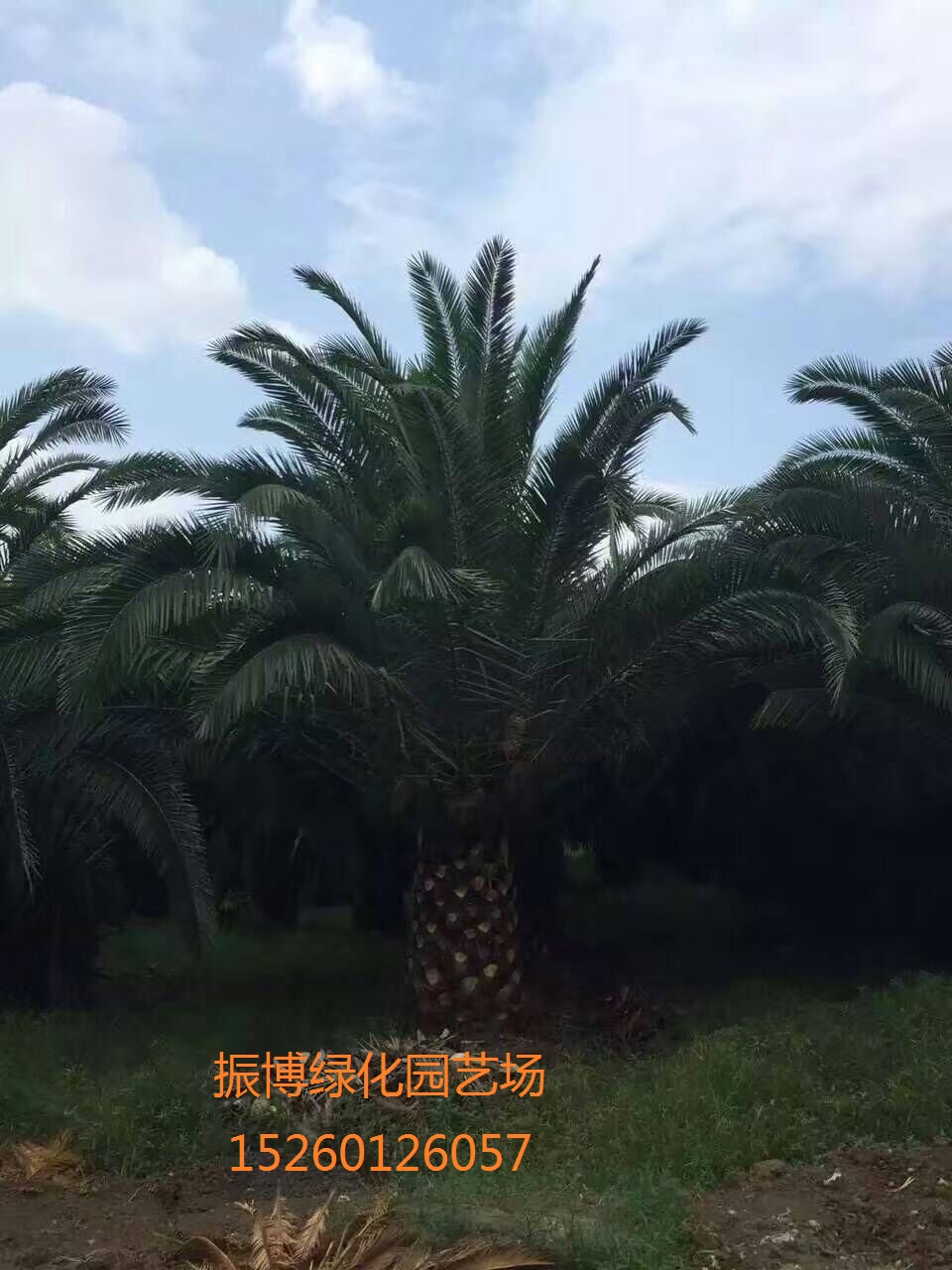 大花紫薇大花紫薇供应_建大花紫薇供应_福建阳大花紫薇供应商_大花紫薇批发价格