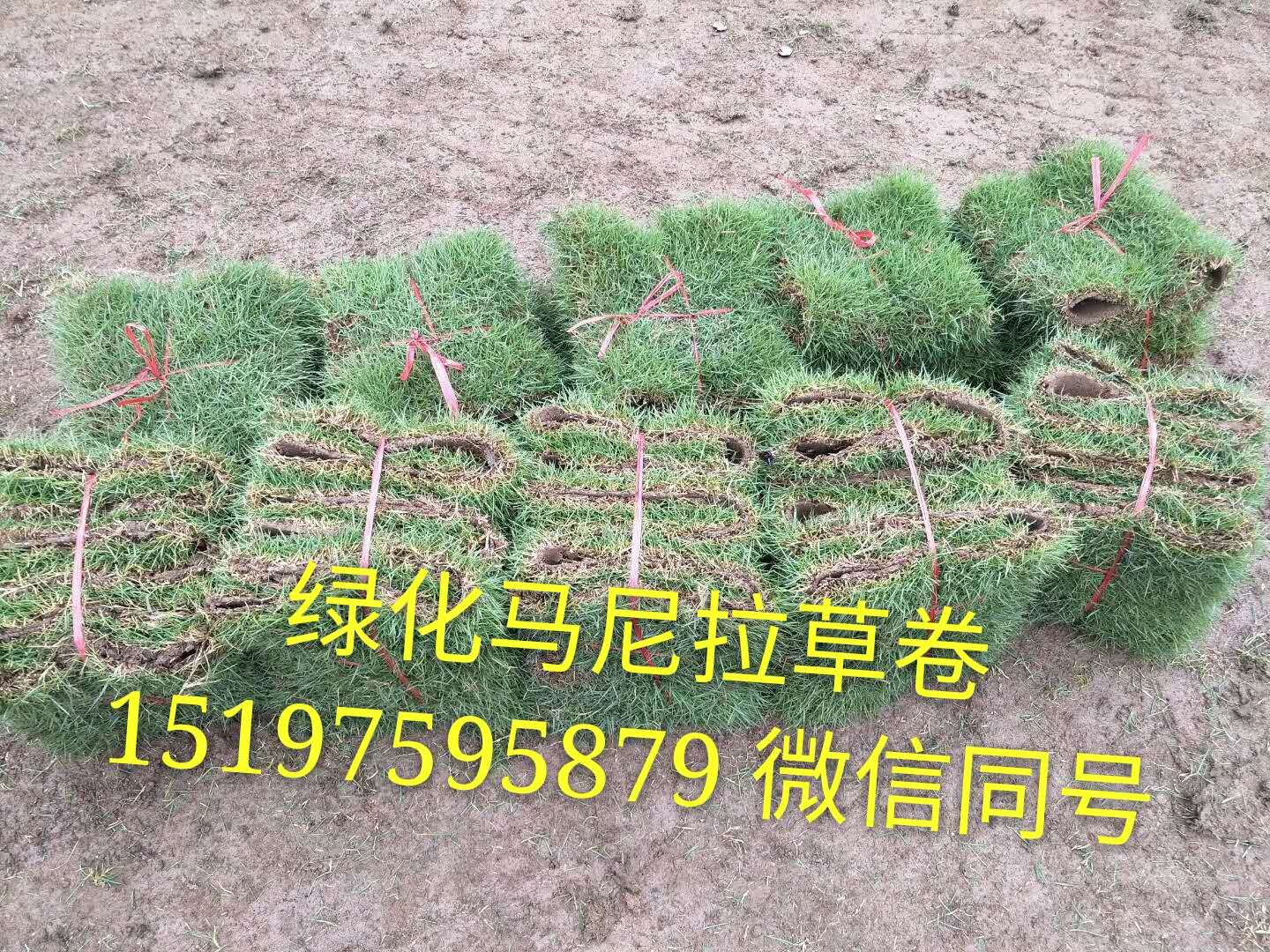 郴州市苏仙区鑫园草皮苗木基地