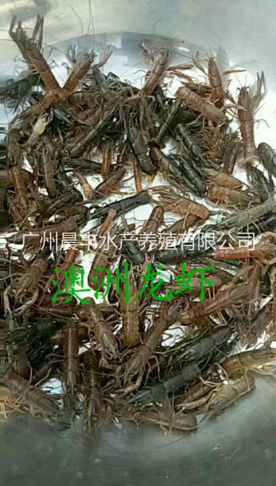 广州澳洲淡水龙虾苗养殖场地  澳洲淡水龙虾苗哪家好 澳洲龙虾价格 澳洲龙虾厂家直销 澳洲龙虾报价 澳洲龙虾批发 澳洲龙虾图片