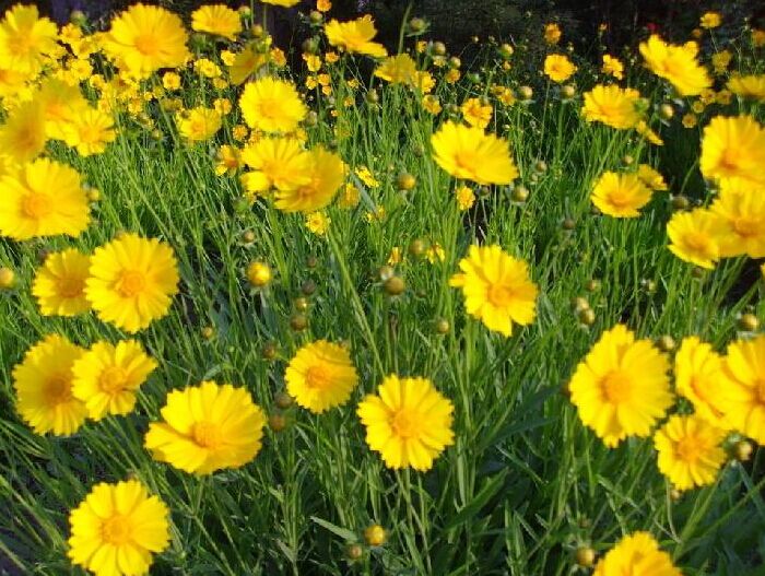 山东金鸡菊厂家-宿根花卉金鸡菊供应厂家，优质金鸡菊批发山东报价，青州金鸡菊供应商图片