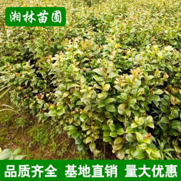 山茶花出售 园林绿化观赏灌木苗 山茶花报价 山茶花供应商 山茶花批发图片