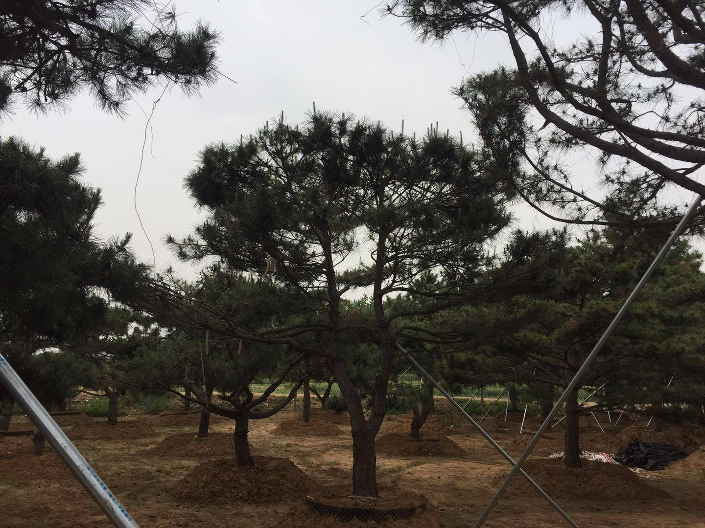 日照市日照景观松种植合作社厂家