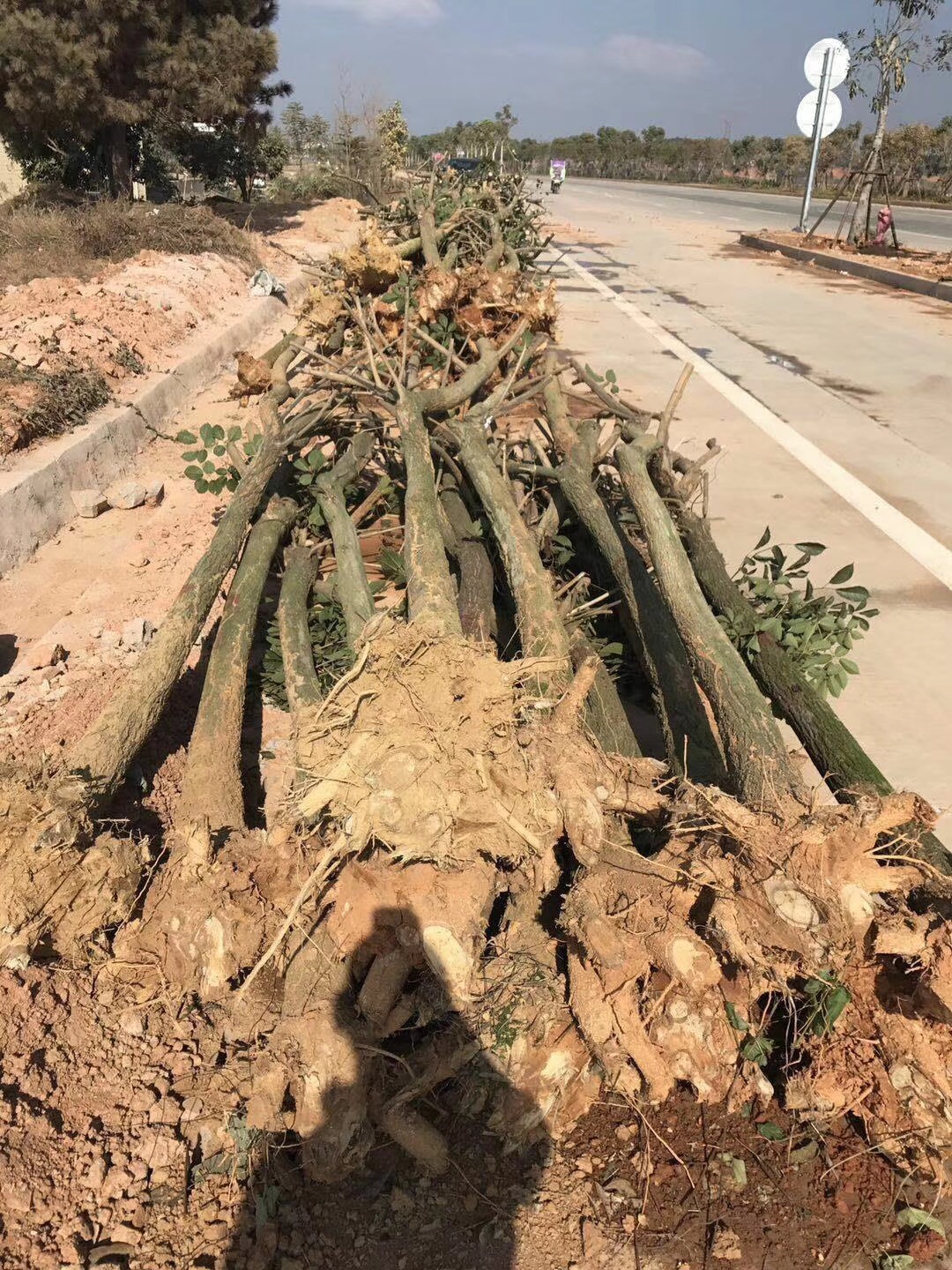 福建黄花风铃木地苗厂家直销 供应批发黄花风铃木地报价 基地出售黄花风铃木地苗价格 黄花风铃木地苗供应商 黄花风铃木地苗图片