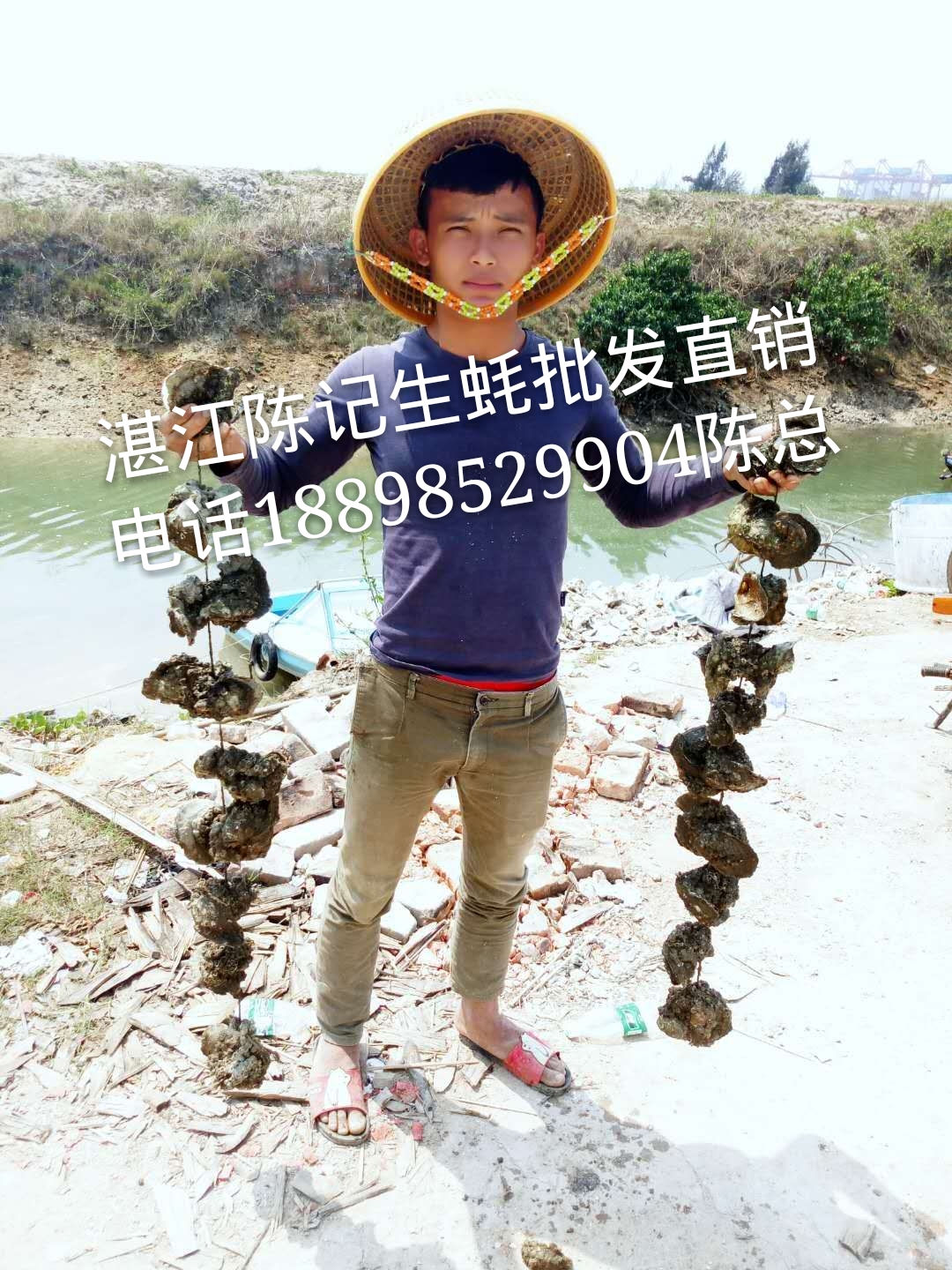 湛江生蠔批發(fā)-生蠔批發(fā)價(jià)格-湛江