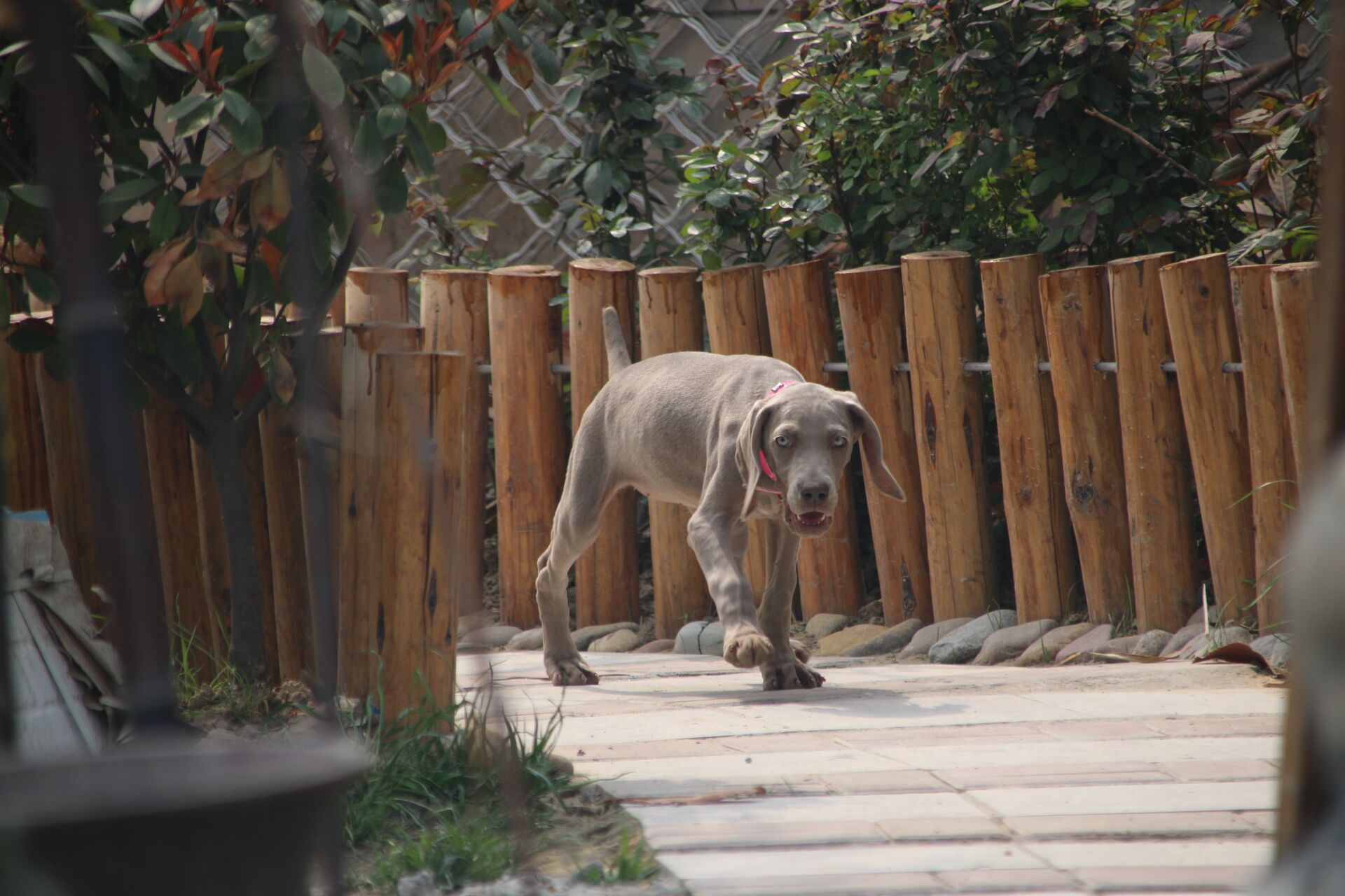 宠物狗狗 德国魏玛犬 威玛猎犬 INS同款狗狗 魏玛家园犬舍