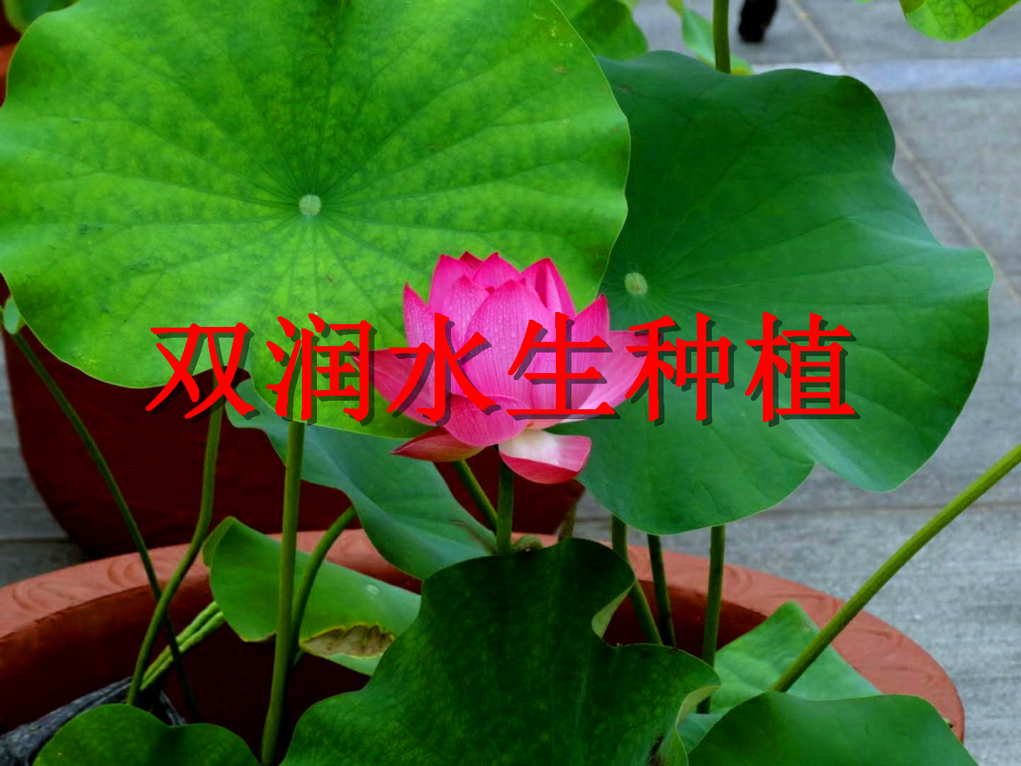 安新县观赏莲花种植厂家/水上绿化工程/公园绿化工程/小区绿化工程/河道绿化工程/污水浮岛制作图片