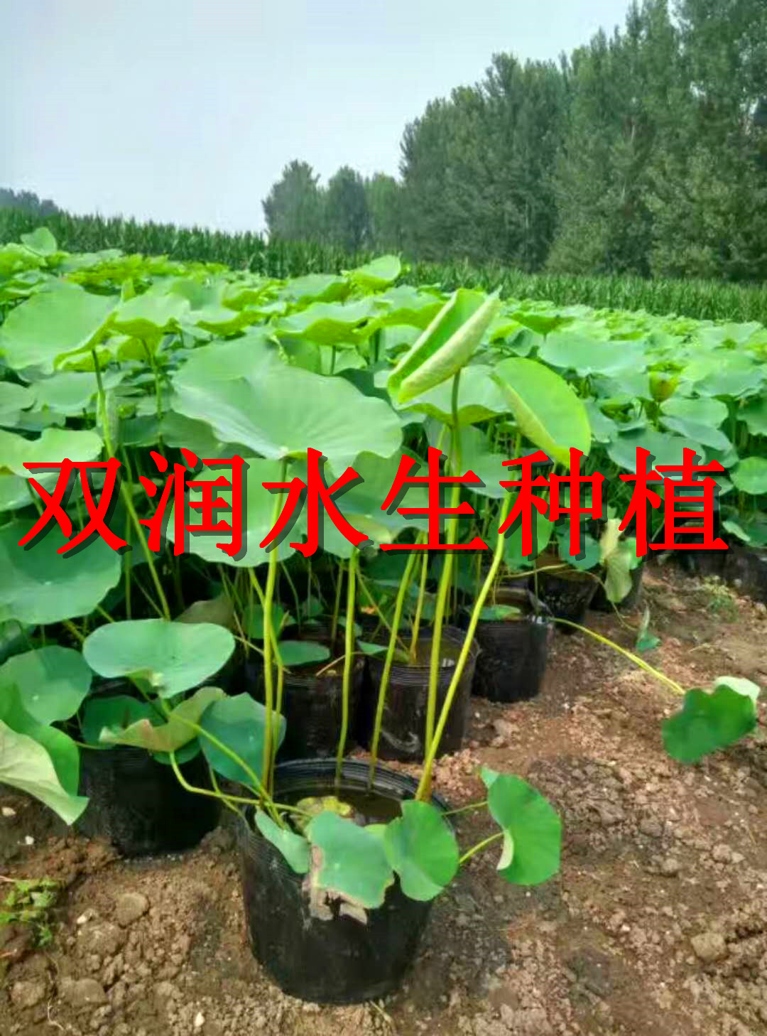 长春芦苇种苗价格/荷花种苗价格/盆栽荷花/生态浮岛制作/水生植物种苗/各种盆栽水生植物图片