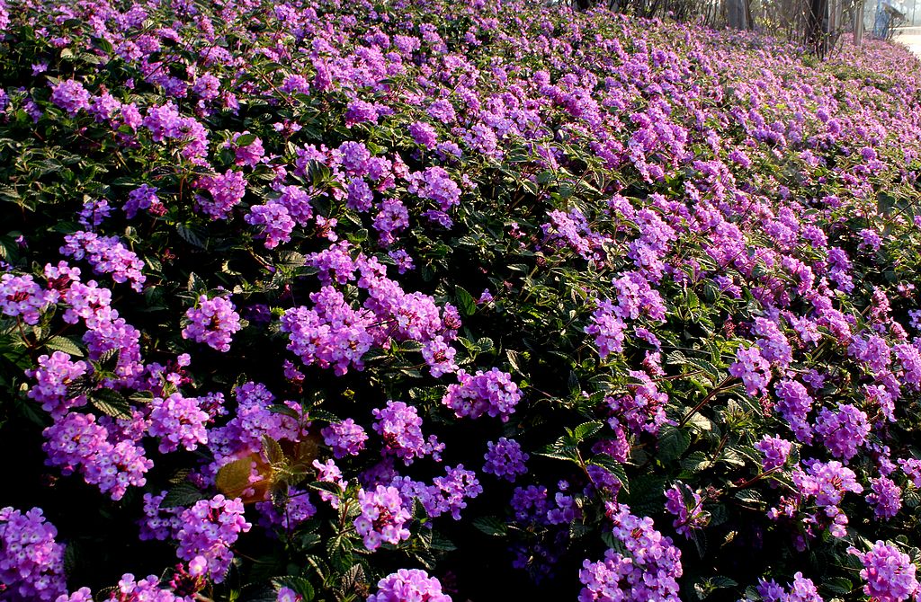 时令草花种类，山东时令草花品种厂家时令草花种类，山东时令草花品种