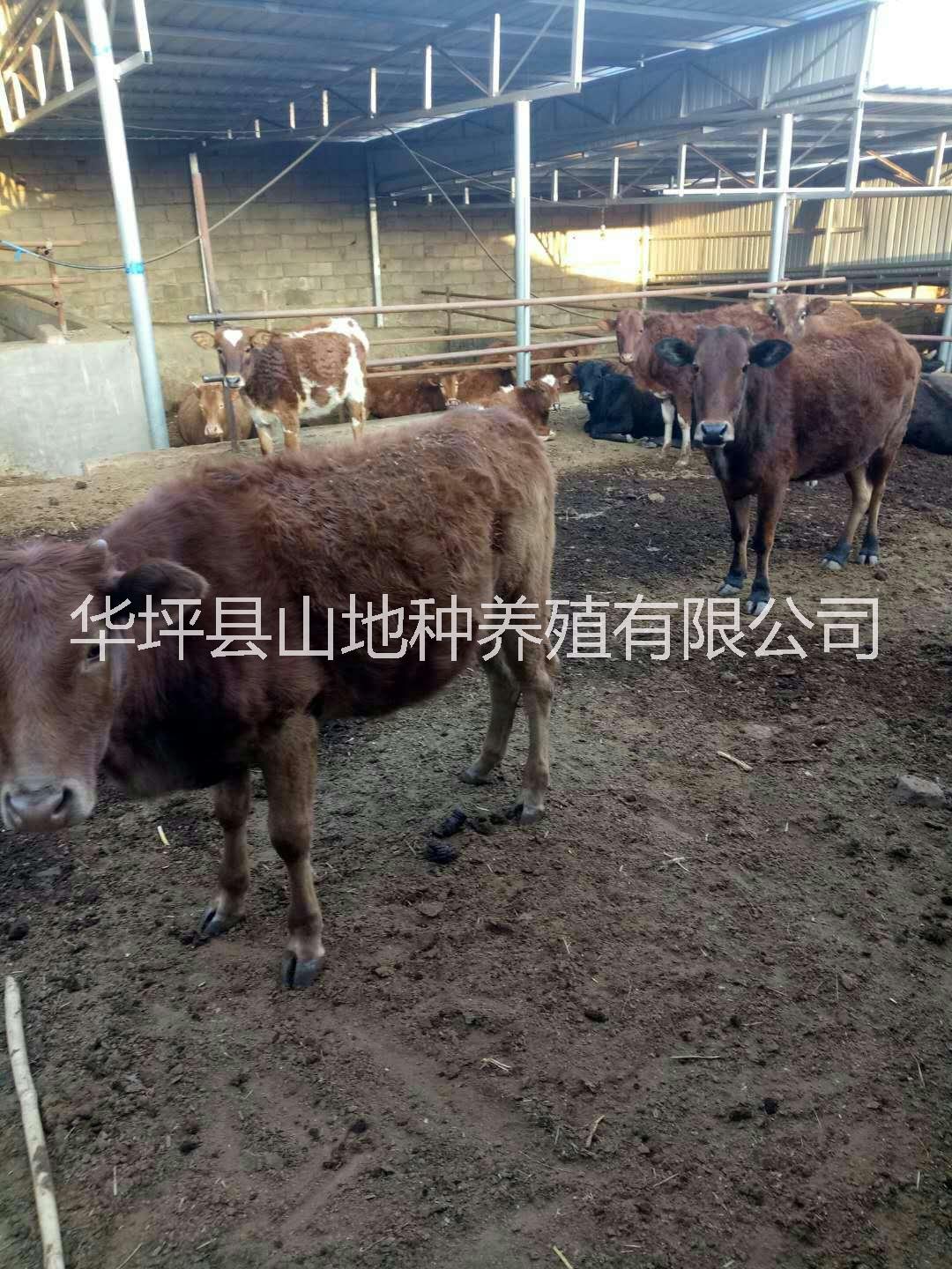 丽江市小黄牛厂家丽江生态小黄牛批发     云南小黄牛供应     小黄牛价格