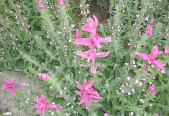 红花鼠尾草|青州哪里有红花鼠尾草基地|山东红花鼠尾草基地|红花鼠尾草