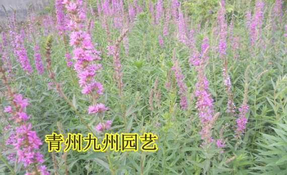 千屈菜苗|青州哪里有千屈菜苗基地|山东营养钵千屈菜基地|水生植物 盆栽千屈菜 千屈菜苗图片