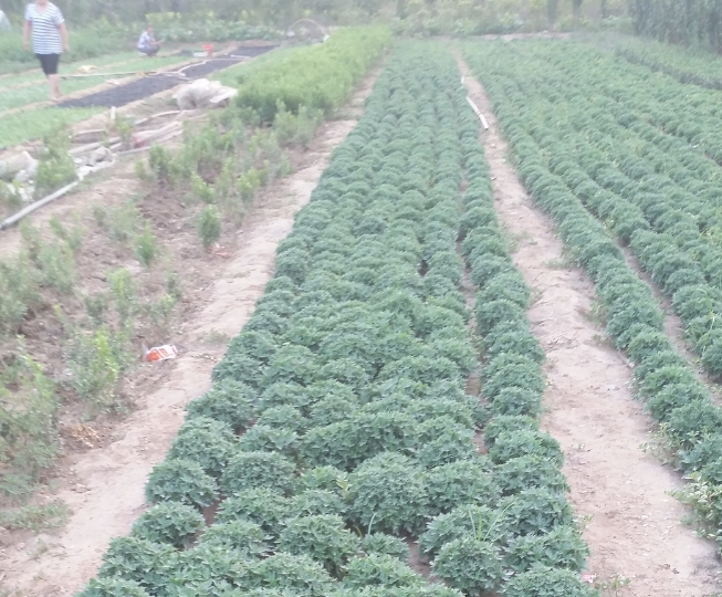 潍坊市国庆菊种植厂家国庆菊种植|山东国庆菊种植供应商|山东国庆菊种植基地|山东国庆菊种植批发价格 国庆菊种植