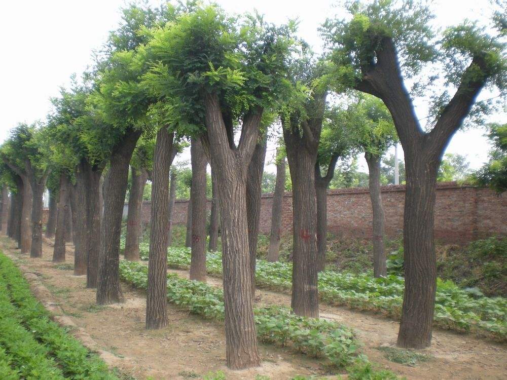 山东优质国槐种植基地批发价格图片