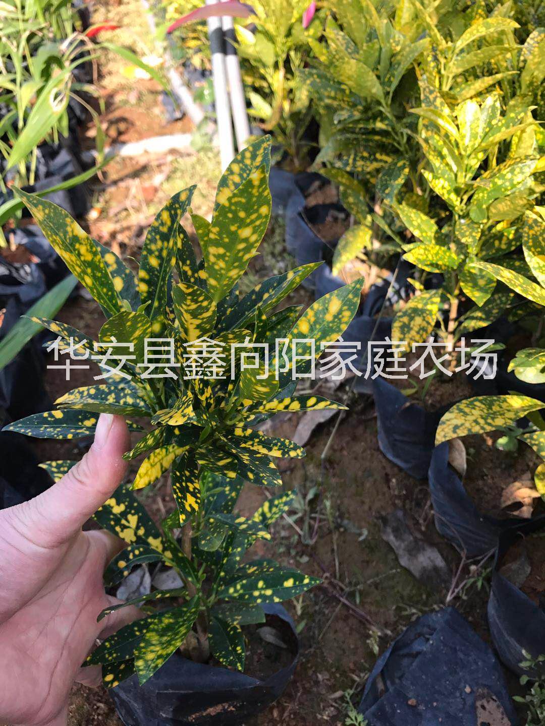 洒金珊瑚高度25厘米 大型种植场地被小苗批发 洒金变叶木地栽盆景图片