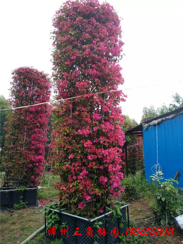 三角梅花柱 红色花三角梅三角梅花柱 红色花三角梅 造型三角梅 三角梅盆景 三角梅特价出售 三角梅图片