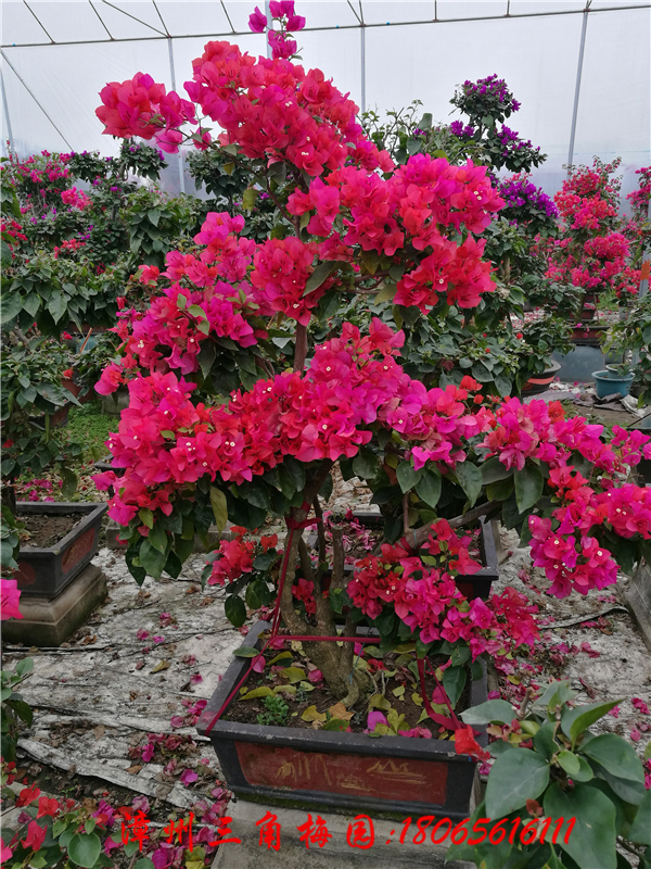 紅色花三角梅盆景 三角梅基地圖片