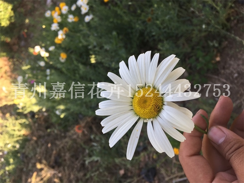 白晶菊 白晶菊报价 白晶菊供应商 白晶菊批发