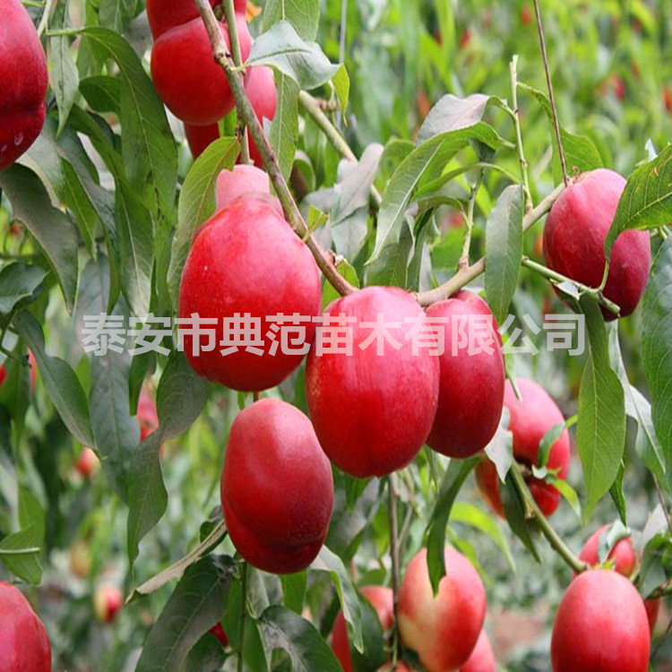 中油20號(hào)桃樹苗圖片
