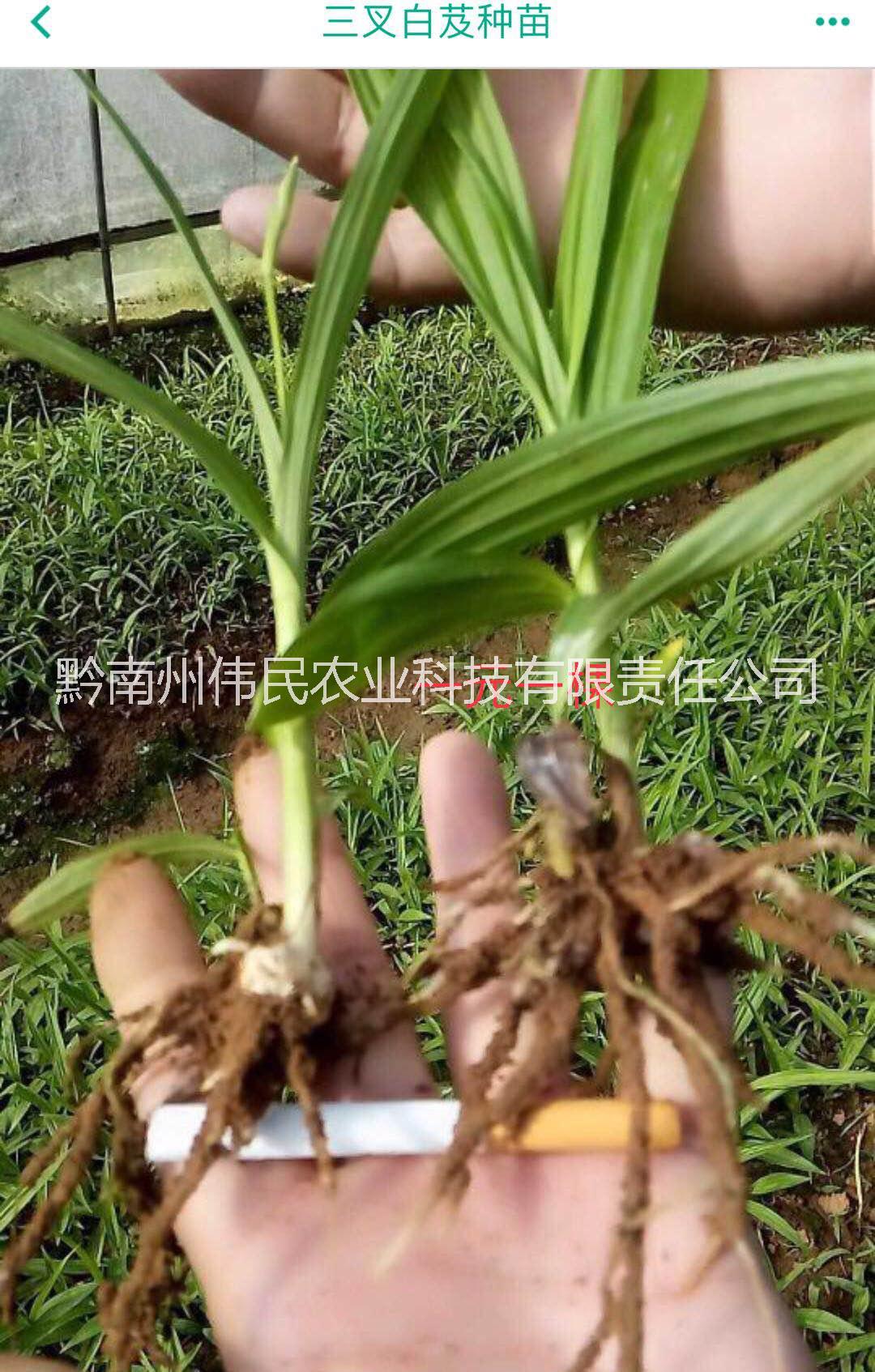 贵州黔南白芨苗 13638546628 白芨苗批发 贵州白芨苗 白芨苗供应商 白芨苗 白芨苗图片