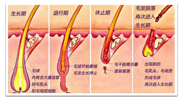 激光脱毛仪器公司_808nm脱毛仪厂家_808nm激光仪器找广州澳玛图片