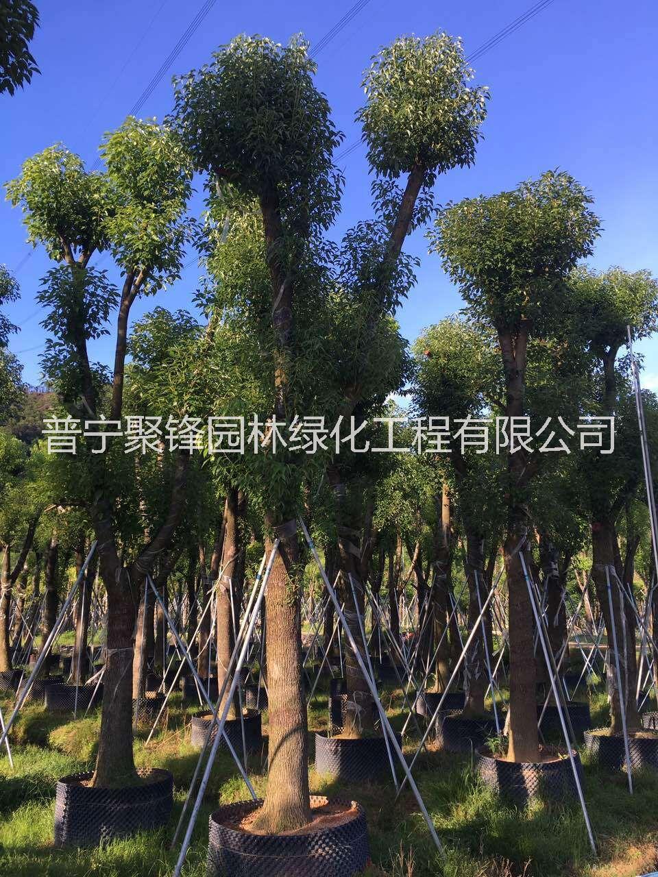 广东省香樟种植基地直销|揭阳市香樟优质供应商电话地址|普宁市香樟优势供应价格图片