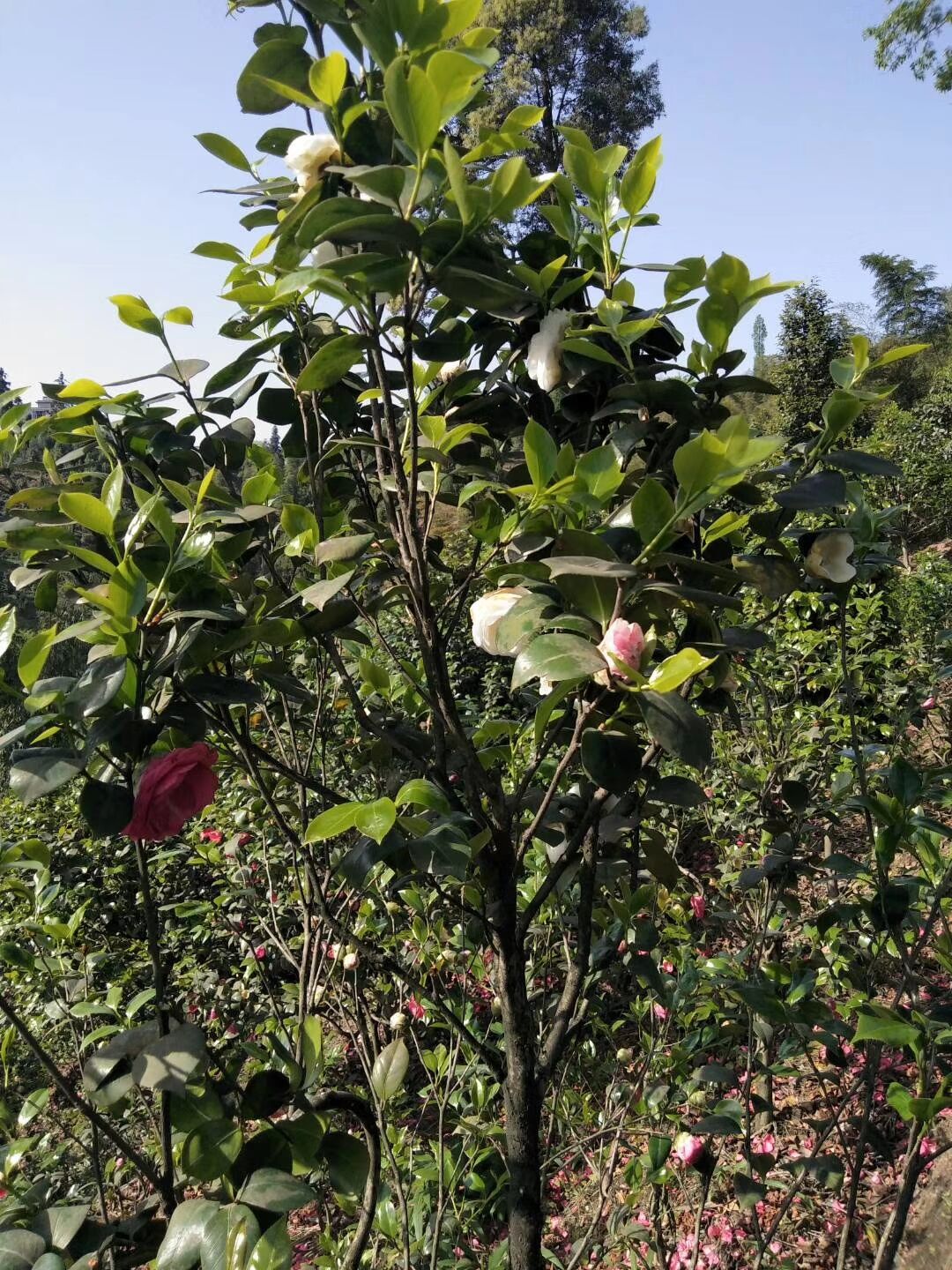 茶花树 茶花树批发 茶花树厂家直销