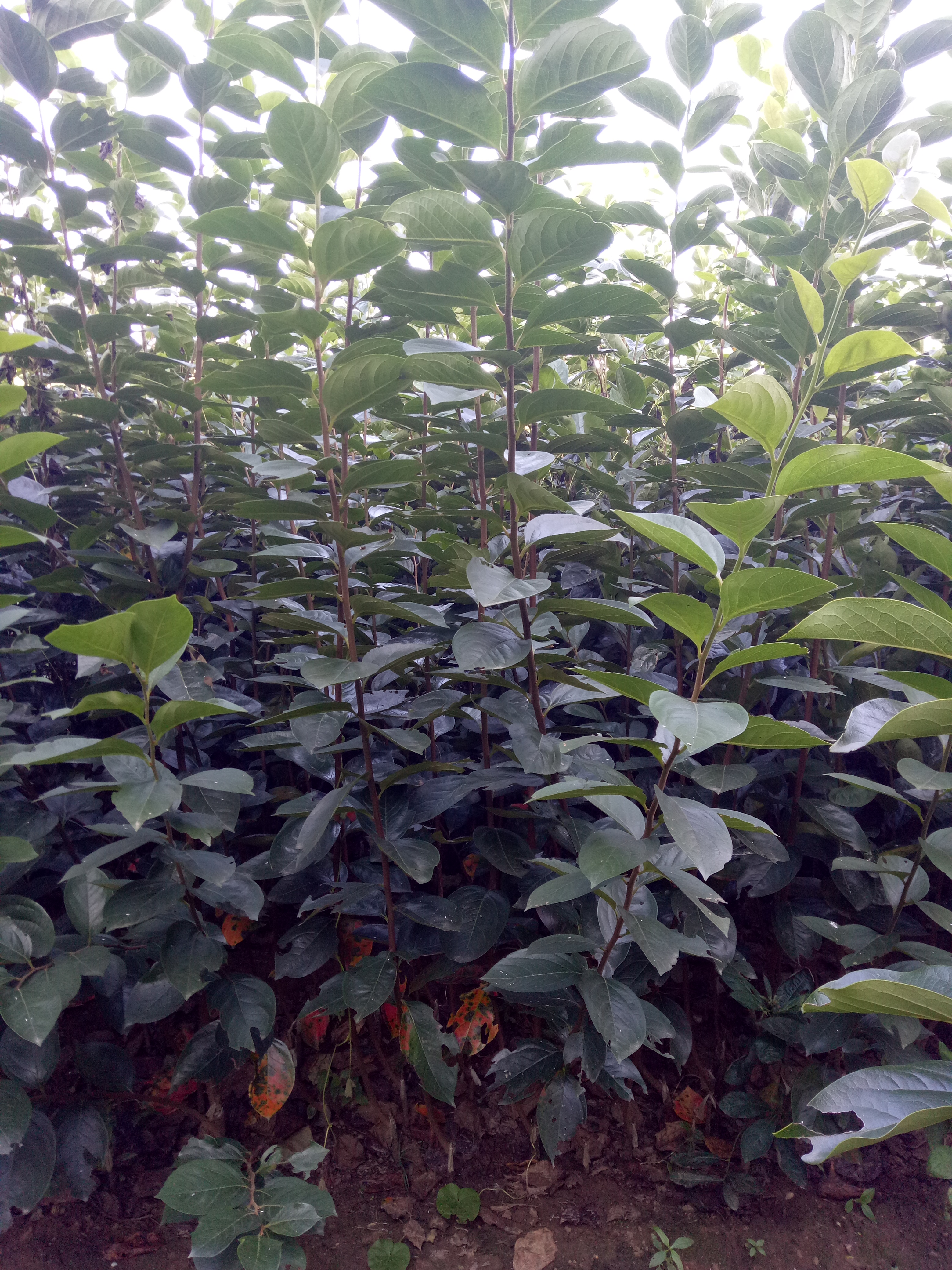 甜柿子苗圖片/甜柿子苗樣板圖 (2)