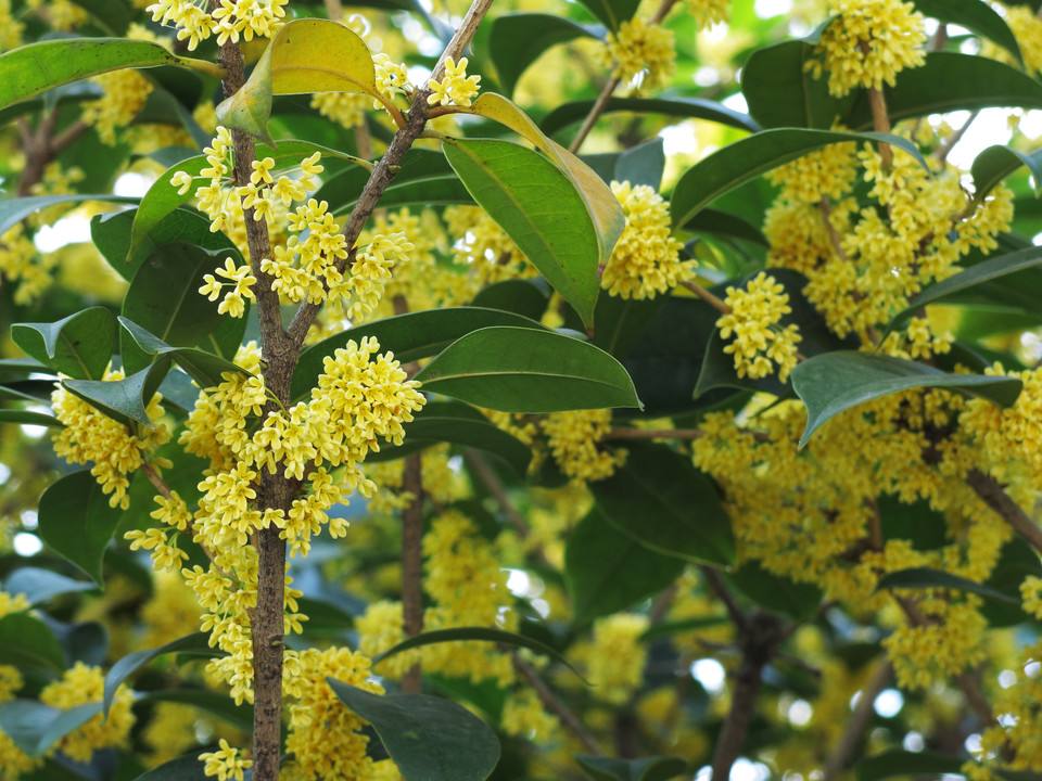 桂花桂花 桂花价格 桂花批发 桂花直销