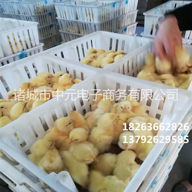 雏鸡筐小鸡筐鸡苗运输筐纯原料苗筐纯原料雏鸡筐小鸡筐鸡苗运输筐图片