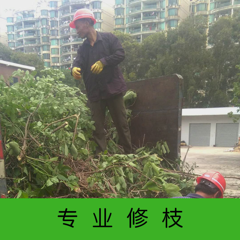 广州专业修枝 绿化修剪砍树 道路改造绿化树 提供诚信服务图片