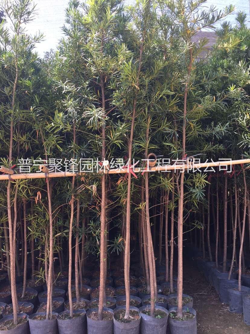 羅漢松圖片/羅漢松樣板圖 (2)