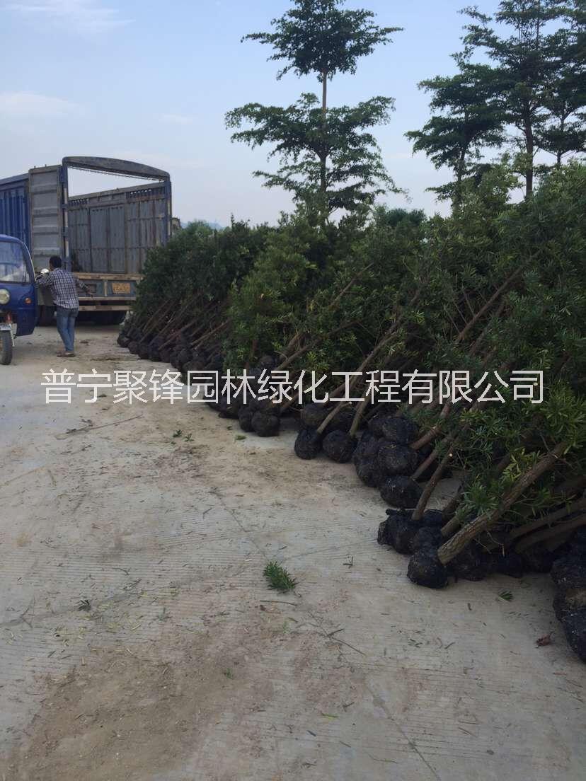 羅漢松3公分圖片