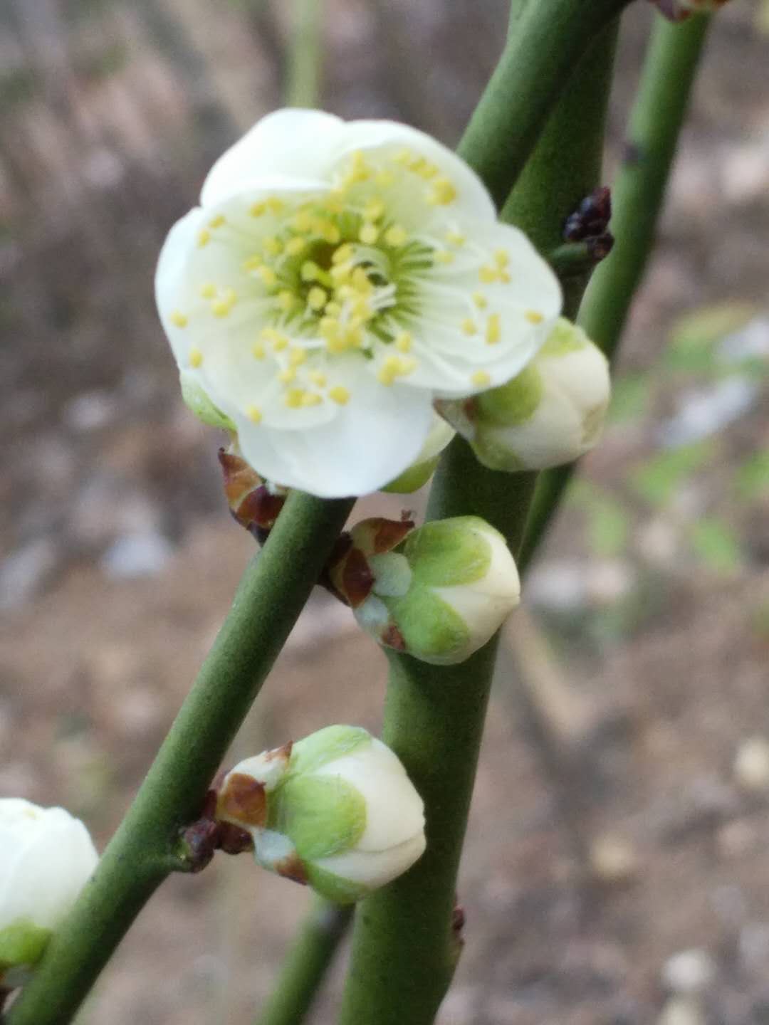 湖北红梅批发图片