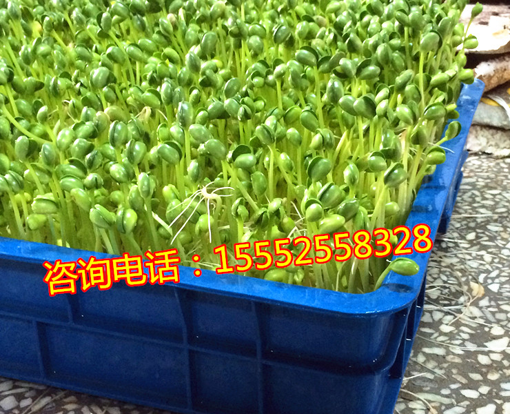 济南市全自动芽苗菜机 芽苗菜机器价格厂家晋城全自动芽苗菜机 芽苗菜机器价格