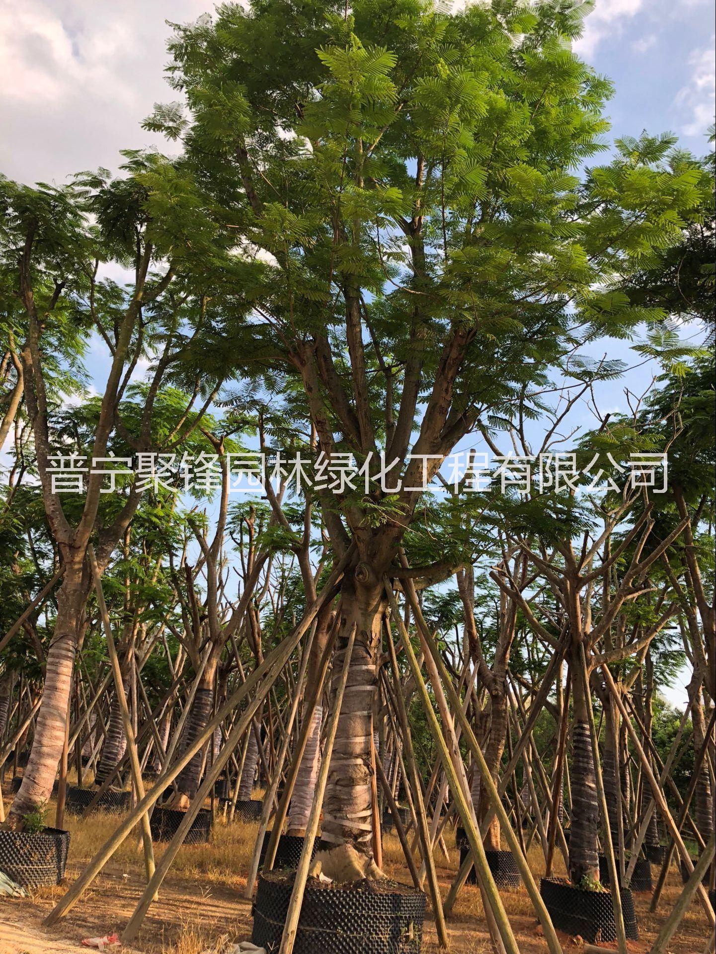 鳳凰木圖片/鳳凰木樣板圖 (3)