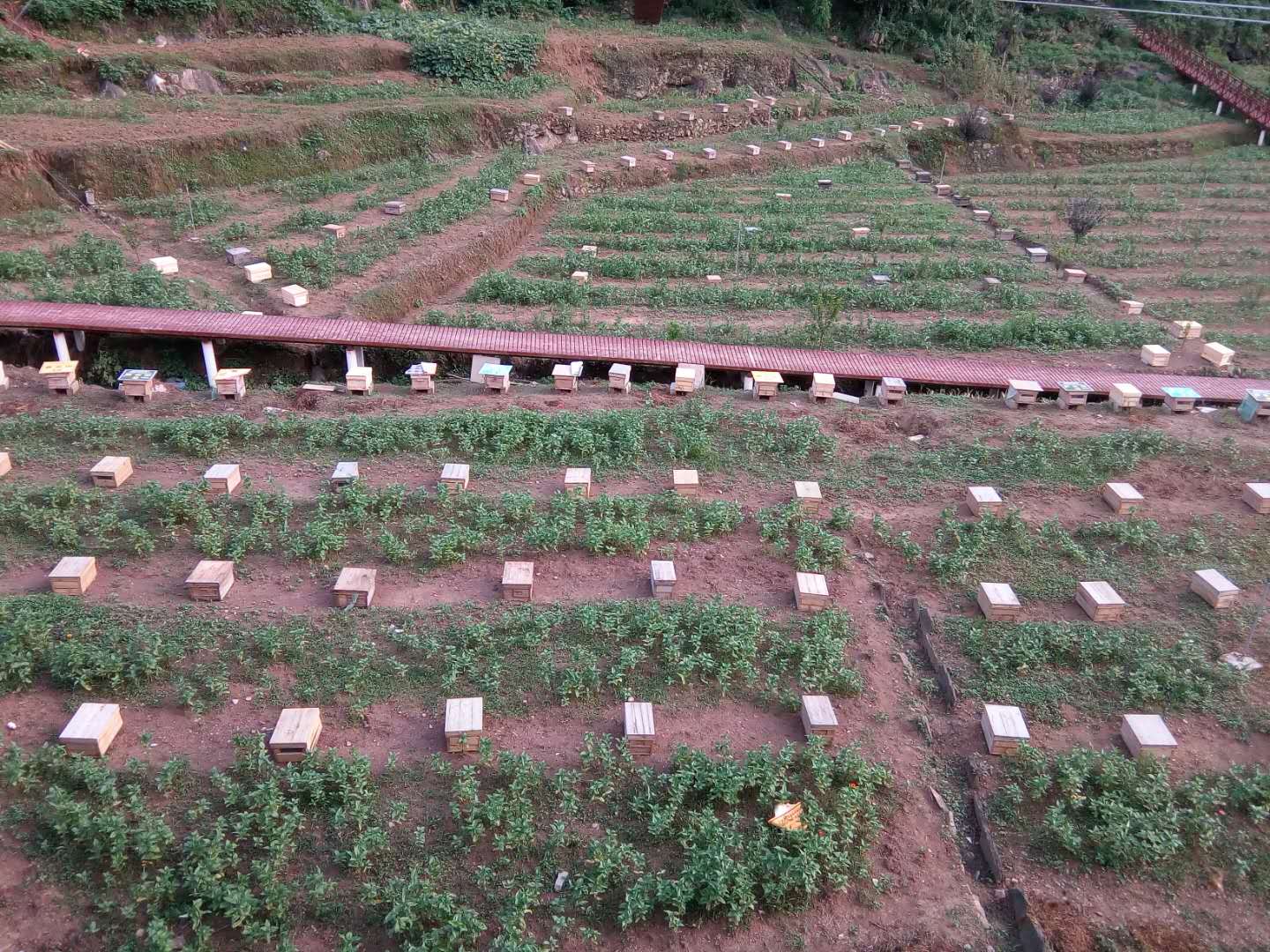 贵州蜜蜂养殖 贵州蜜蜂养殖技术 贵州蜜蜂养殖基地 贵州蜜蜂养殖厂