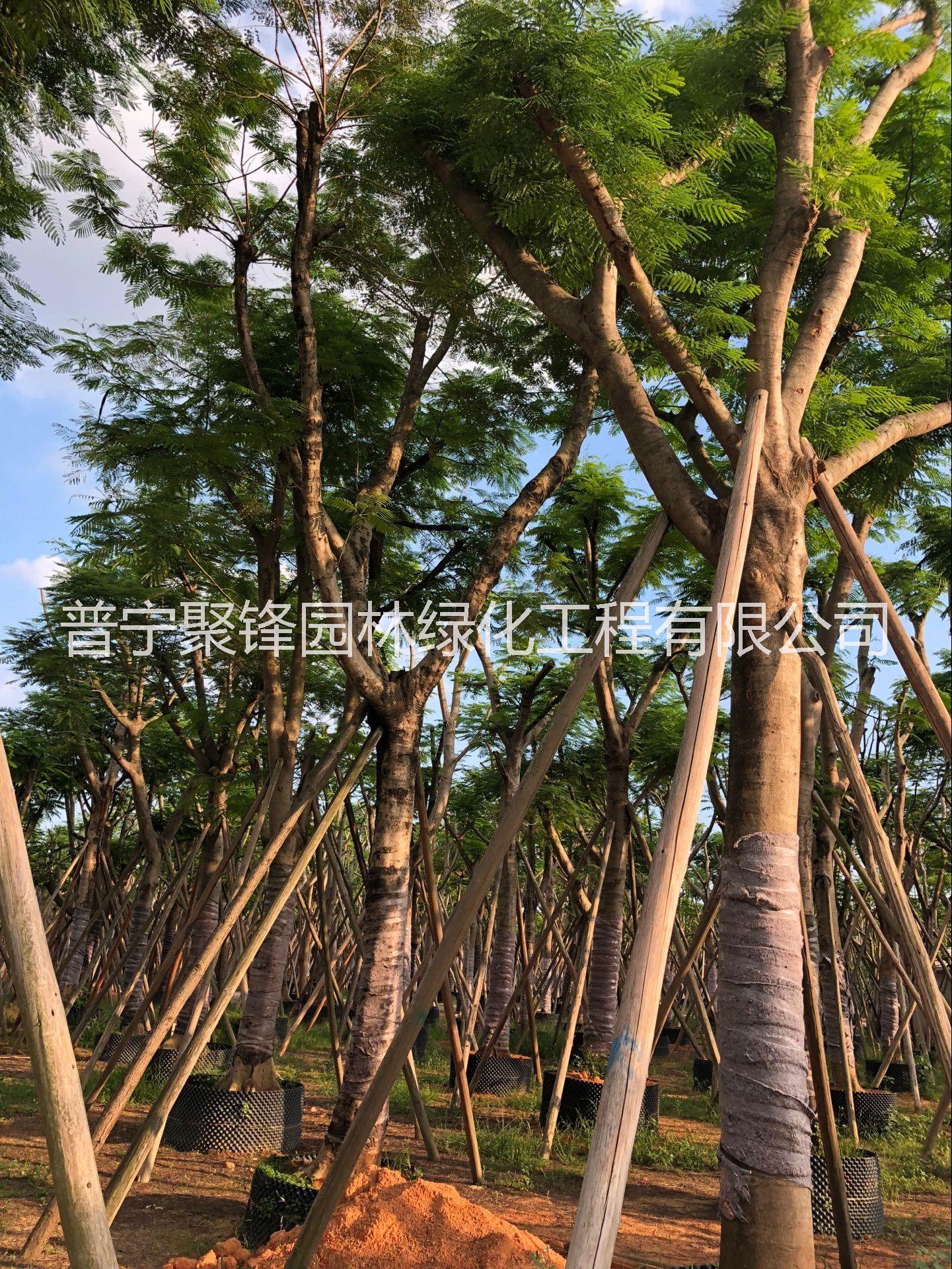 鳳凰木圖片/鳳凰木樣板圖 (2)