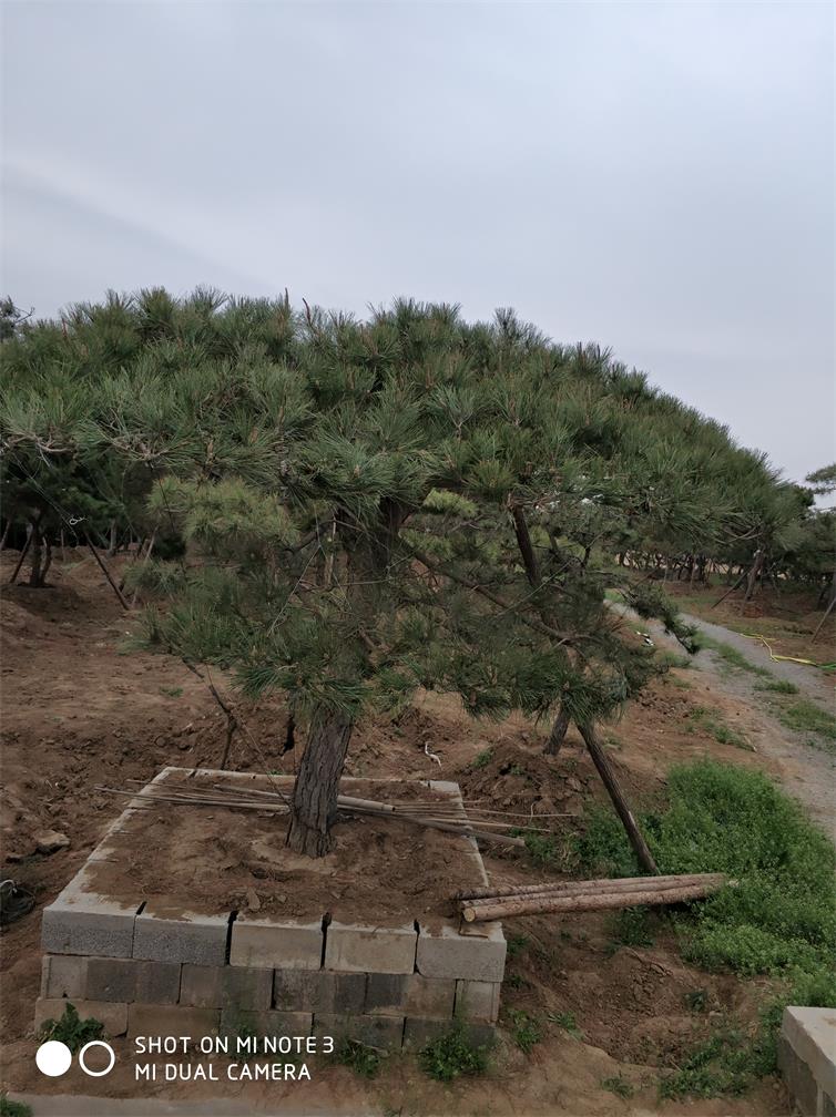 山东黑松基地  黑松报价  黑松图片图片